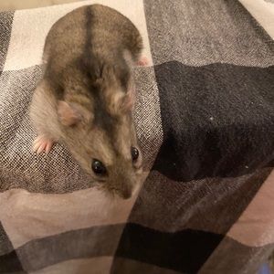 Meet your Posher, Samantha